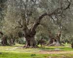 olive grove