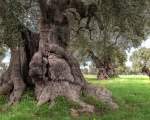 olive grove