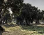 olive grove