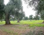 olive grove