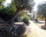 olive grove