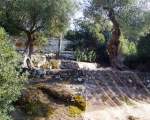 olive grove