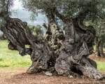 millennial olive tree