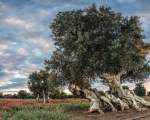 millennial olive tree