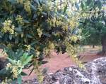 olive tree in bloom