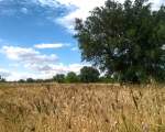 landscape with durum wheat field »Senatore Capelli«