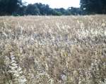 landscape with durum wheat field