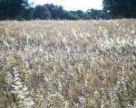 landscape with durum wheat field