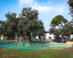 olive harvest