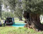 olive harvest