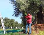 olive harvest