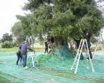 olive harvest