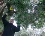 olive harvest