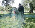 olive harvest