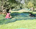 olive harvest