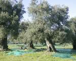 olive harvest