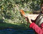 olive harvest