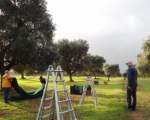 olive harvest