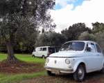 olive harvest