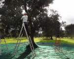 olive harvest