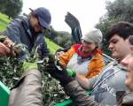 olive harvest