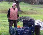 olive harvest