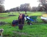 olive harvest