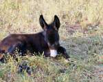 our donkey Frederick
