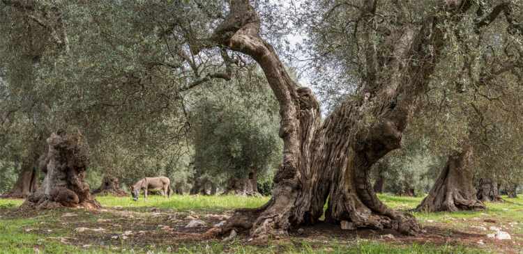 Apulische Landschaft