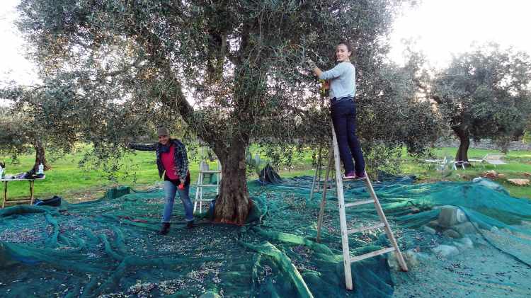 Olive harvest