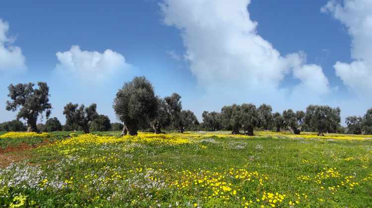 our organic olive groves